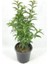 Lemon Balm Seedling Perfume Flower Seedling Melisa Fidanı Parfüm Çiçeği Fidanı 10-30 cm 1