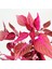 Gypsy Salwar Plant Sapling Çingene Şalvarı Bitkisi Fidanı 10-20 cm 2