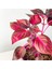 Gypsy Salwar Plant Sapling Çingene Şalvarı Bitkisi Fidanı 10-20 cm 3