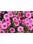 Pembe Kasımpatı Çiçeği Fidanı Saksılı 10-20 cm 1