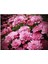 Pembe Kasımpatı Çiçeği Fidanı Saksılı 10-20 cm 3