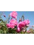Isparta Rose Seedling Isparta Gülü Fidesi Rosa Damascena Isparta Gülü 10-20 cm 5