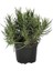 Thyme Lavender Set Of Two Kekik Lavanta Ikili Set 10-20 cm 3