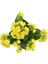 Yellow Kalanchoe Seedling Sarı Kalanchoe Fidanı (Kalanşo) 10-20 cm 1
