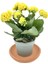 Yellow Kalanchoe Seedling Sarı Kalanchoe Fidanı (Kalanşo) 10-20 cm 2