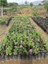 Fragrant Real Isparta Rose Seedling Bol Kokulu Gerçek Isparta Gülü Fidanı 10-20 cm 1