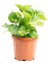 Ortanca Çiçeği Fidanı Beyaz Renk 10-20 cm 4