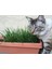 Doğal Kedi Çimi, Buğday Tohumu, 1 kg 1