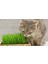 Doğal Kedi Çimi, Buğday Tohumu, 100 Gram 1
