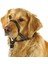 Köpek Eğitim Tasması Maxi Coach 32 cm Den Küçük 4