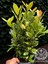 Kokulu Defne Fidanı Aromatik Defne Ağacı Bitkisi Laurus Nobilis 40-60 cm 1