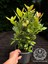 Kokulu Defne Fidanı Aromatik Defne Ağacı Bitkisi Laurus Nobilis 40-60 cm 2