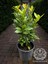 Kokulu Defne Fidanı Aromatik Defne Ağacı Bitkisi Laurus Nobilis 40-60 cm 3