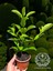 Parlak Yapraklı Kartopu Çiçeği Çit Bitkisi Viburnum Licudum Fidanı 25-30 cm 1