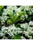 Parlak Yapraklı Kartopu Çiçeği Çit Bitkisi Viburnum Licudum Fidanı 25-30 cm 2