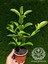 Parlak Yapraklı Kartopu Çiçeği Çit Bitkisi Viburnum Licudum Fidanı 25-30 cm 3