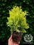 Sunkist Top Mazı Bitkisi Thuja Occidentalis Sunkist Fidanı 20-30 cm 1