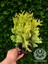 Sunkist Top Mazı Bitkisi Thuja Occidentalis Sunkist Fidanı 20-30 cm 2