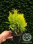 Sunkist Top Mazı Bitkisi Thuja Occidentalis Sunkist Fidanı 20-30 cm 3