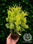 Sunkist Top Mazı Bitkisi Thuja Occidentalis Sunkist Fidanı 20-30 cm 4