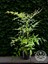 Boncuklu Cennet Bambusu Bitkisi Nandina Domestica Çiçeği 40-60 cm 1