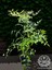 Boncuklu Cennet Bambusu Bitkisi Nandina Domestica Çiçeği 40-60 cm 2