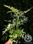 Boncuklu Cennet Bambusu Bitkisi Nandina Domestica Çiçeği 40-60 cm 3