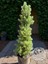 Yeşil Cüce Konik Ladin Bitkisi Çam Ağacı Fidanı Picea Glauca Conica 60-80 cm 1