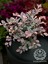 Pembe Rüya Çiçeği Loropetalum Ruby Bitkisi 30-40 cm 1