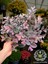 Pembe Rüya Çiçeği Loropetalum Ruby Bitkisi 30-40 cm 2