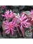 Pembe Rüya Çiçeği Loropetalum Ruby Bitkisi 30-40 cm 3