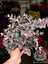 Pembe Rüya Çiçeği Loropetalum Ruby Bitkisi 30-40 cm 4
