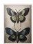 Beyaz Çerçeveli Tablo, Vintage Kelebek, Yatak Odası Dekoru Poster No: 112255 1