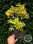 Altuni Alacalı Süs Iğdesi Bitkisi Elaeagnus Ebbingei Gilt Edge Fidanı 40-50 cm 2
