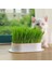 Kedi Için Hidroponik Çim Yetiştirme Saksısı 3
