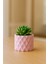 Premium Pembe Dekoratif Beton Saksı - Kaktüs ve Sukulent Saksısı 1