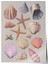 Çerçevesiz Poster, Deniz Kabukları, Pembe Arka Planlı, Koleksiyon Çizimi 1 Poster No: 107442 1