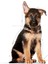 Maxi Puppy Büyük Irk Yavru Köpek Maması 15 Kg. 3