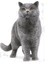 British Shorthair Yetişkin Kedi Maması 4 Kg 3