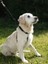 Köpek Eğitim Tasması 30 cm 45 cm 3