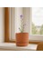 Oval Somon Renk Mini Saksı 242205 1