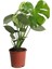Monstera - Deve Tabanı Bitkisi 70-90 cm 2