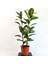 Kauçuk Bitkisi (Ficus Elastica) Tek Gövdeli 70-90CM 2