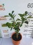 65 cm Bodur Yediveren Limon Ağacı Fidanı, 1