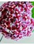 Hoya 4'lü Set 1 +Mt Kokulu Mum Çiçeği Bitkisi ,farklı Saksıda ,siyah Inci ,pubicalyx ,pink ,obavata 4
