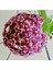 Hoya Pubicalyx 30-40CM Boyunda Kokulu Mum Çiçeği Bitkisi 1