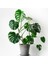 Deve Tabanı Bitkisi 70-80 cm Monstera Deliciosa 1