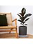 Tek Gövdeli Siyah Kauçuk Bitkisi Ficus Elastica Çiçeği 60-70 cm 1