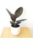 Tek Gövdeli Siyah Kauçuk Bitkisi Ficus Elastica Çiçeği 60-70 cm 2