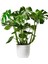 Dolgun Formlu Monstera Deve Tabanı (50-60 Cm) Ithal 1